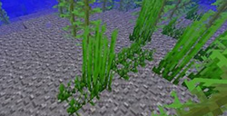 我的世界海草怎么来的 我的世界海草种植攻略